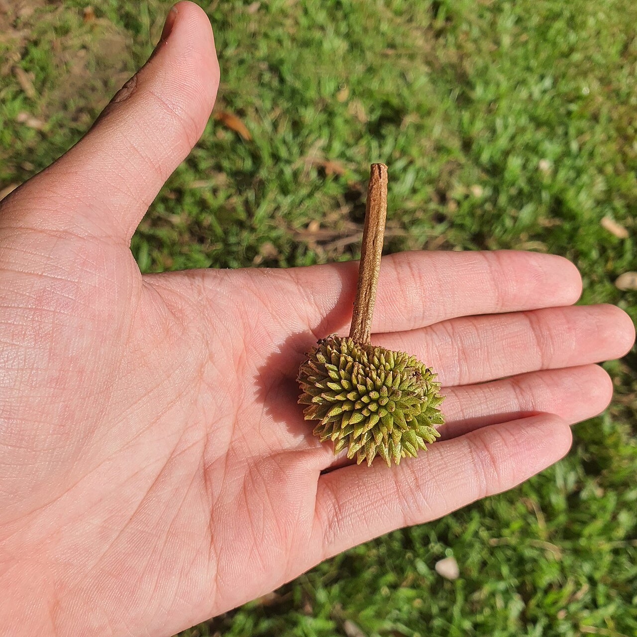 榴莲天下(Durian) 参考图 1